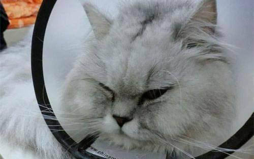 刚满月的小猫身上有跳蚤吗,需要怎么处理才好