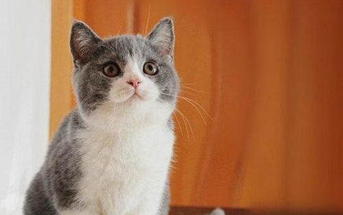 猫咪可以吃的蔬菜水果