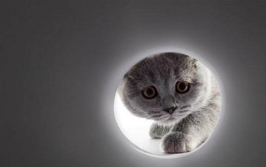 一个月大猫咪吃什么