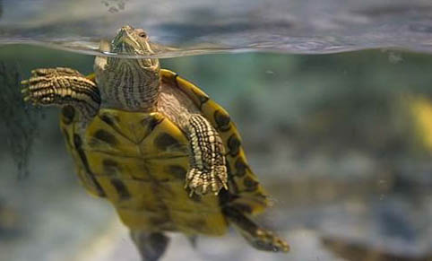 冬天乌龟要不要放在水里面