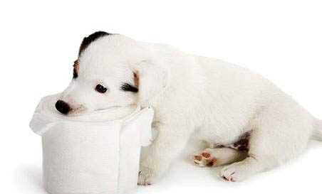 怀孕了家里养宠物狗狗会有影响吗