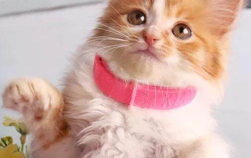 一个月的小猫洗澡后流眼泪、拉肚子