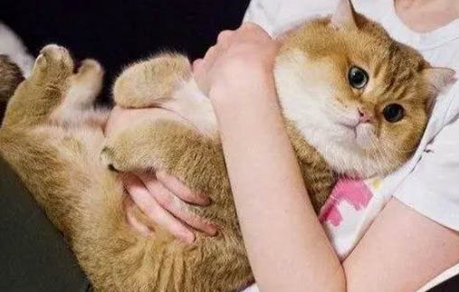 六神花露水对猫咪有影响吗