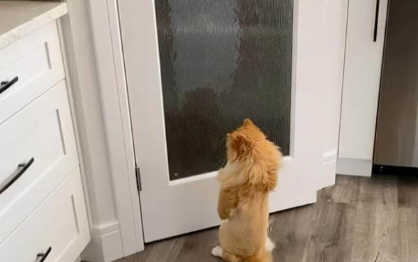 两个月小猫能不能剪指甲