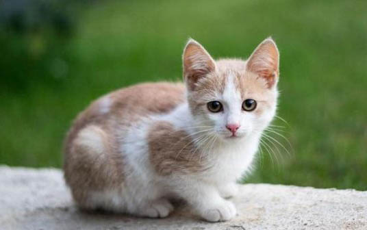 猫咪坐着是因为什么