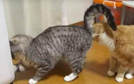 猫的白细胞低是什么原因