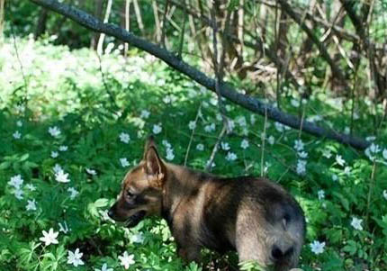 北京纯种柯基犬狗舍出售价位