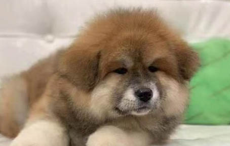 狗狗老是要呕吐是什么原因