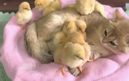 小猫多大才可以剪指甲
