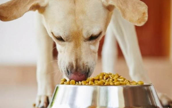 狗可以吃核桃么?