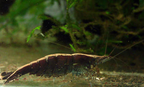 黑壳虾卵多久可以孵化