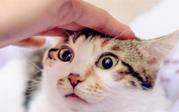 猫咪走路走不稳东摇西晃是怎么回事