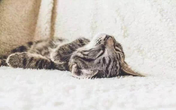 猫死胎的原因有哪些