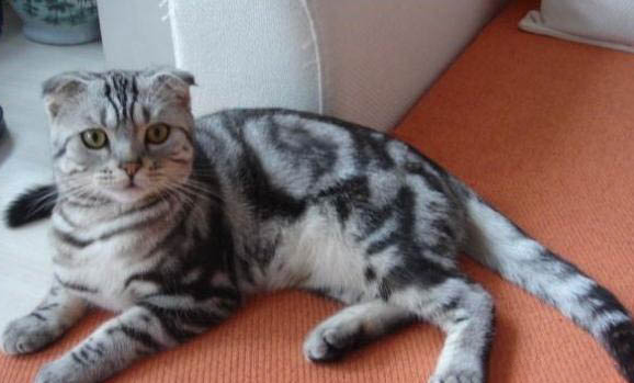 猫咪为什么口臭严重