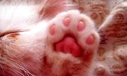 猫咪摔伤两天不吃不喝