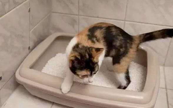 给小猫洗澡要注意些什么，记住以下几点，自己在家也能给猫洗