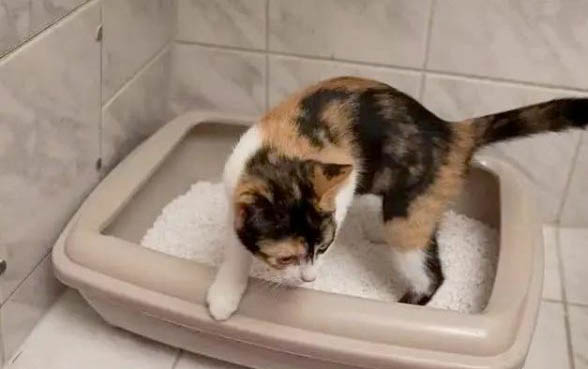 小猫咪为什么一直叫唤