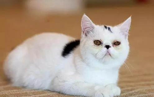 四个月小猫突然很爱叫