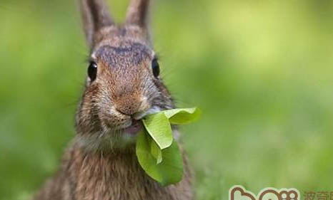 兔子可不可以吃梨