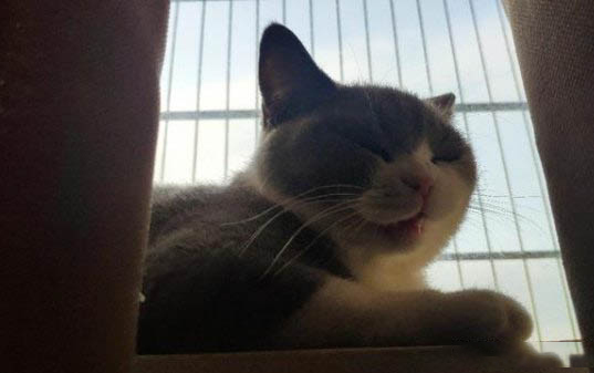 猫咪肠胃炎不治疗会死吗