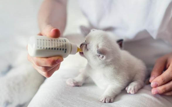 猫和狗能一起养吗