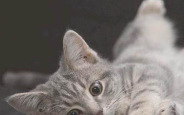 小猫有哪些特点