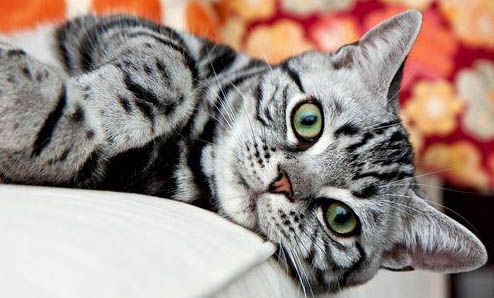 猫咪可以剪指甲的吗