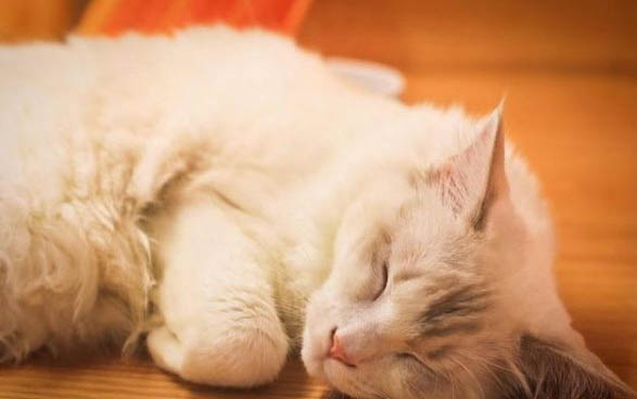 猫咪的鼻子变白是不是生病了