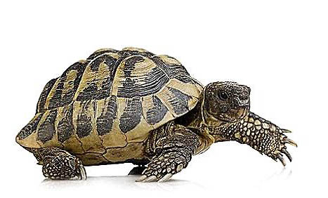 乌龟干养多久比较好？