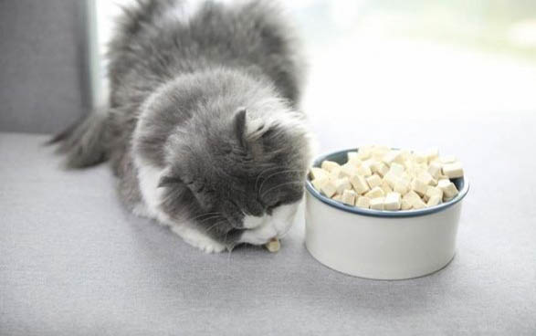 小猫饲养注意事项