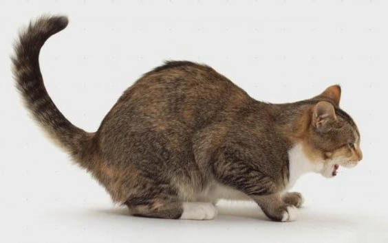 猫可以吃葡萄吗?