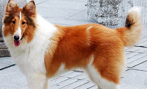 苏格兰牧羊犬得细小怎么办