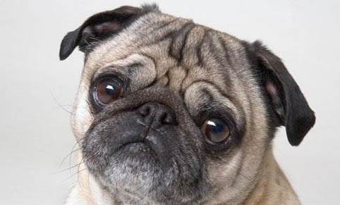 波音达犬智商排名
