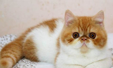 猫为什么乱拉尿?