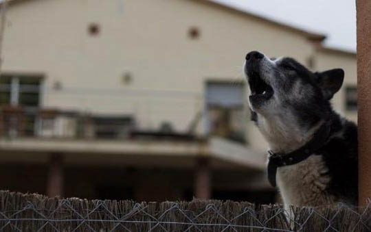 土狗为什么被禁养，三个原因导致中华田园犬不能养