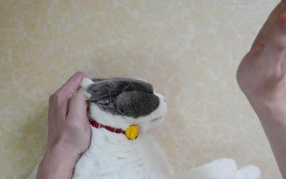 猫咪用脚挠耳朵是为什么