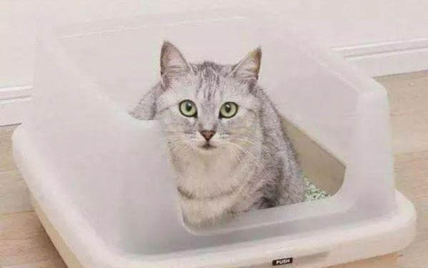 小猫咪多久可以断奶吃猫粮