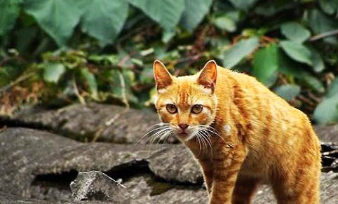 猫咪绝育后会长胖么