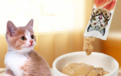 猫咪得了猫癣可以洗澡吗