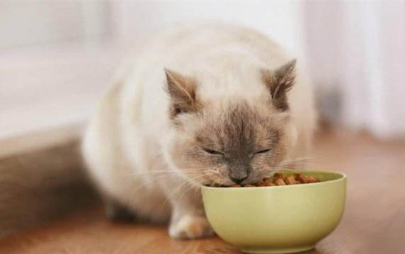 十几天的小猫眼睛被糊住