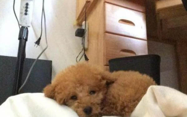 小狗狗不能吃什么