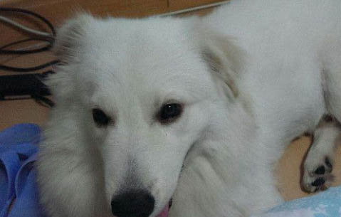 萨摩耶多久能长成大犬