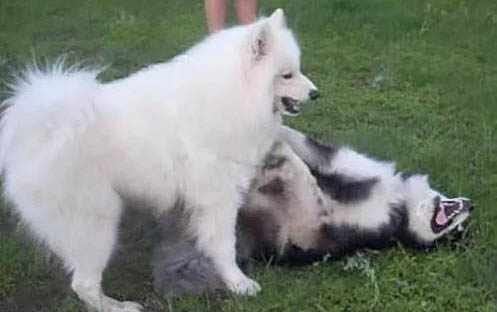 格力和灵缇犬区别