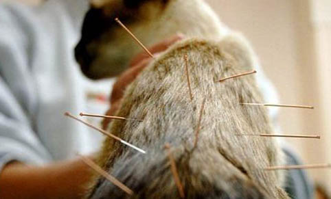 暹罗猫掉毛是不是非常严重
