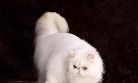 请问猫咪呕吐的原因及处理方法?