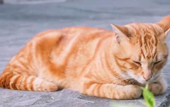 猫为什么会发出呼噜呼噜声