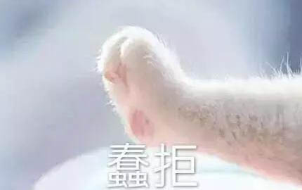 如何判断小猫冷不冷了