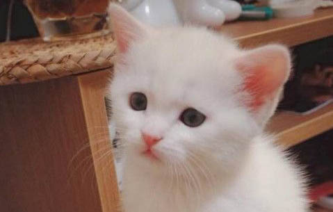 小奶猫多大可以吃猫粮？