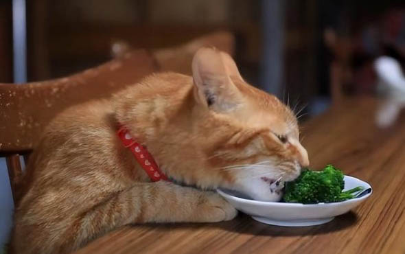 猫咪能吃能喝但是发烧是猫传腹吗