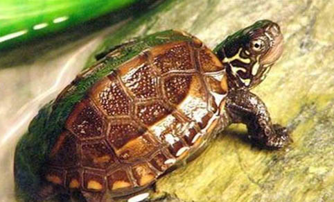 七彩乌龟可以活多久